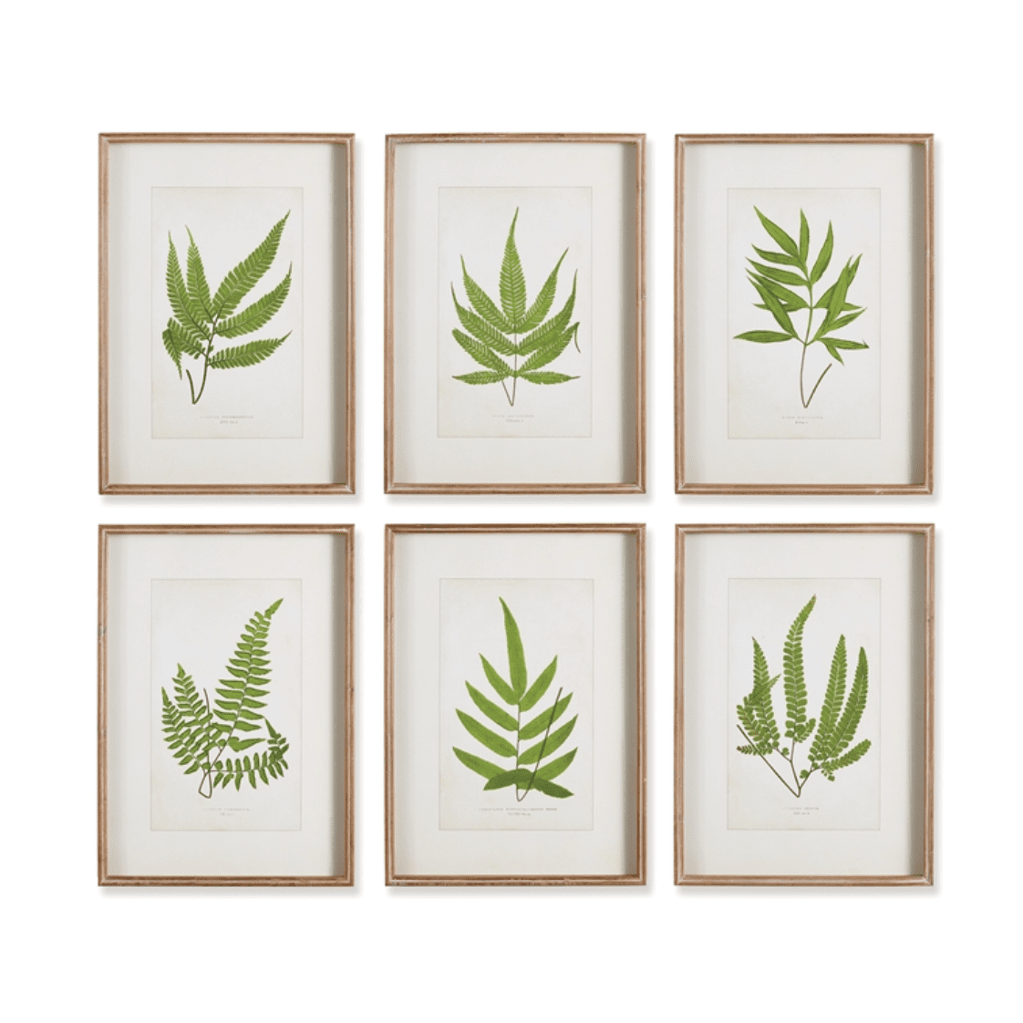 Framed Greenery Prints, Set of 6 | Newport Lamp And Shade | Located in Newport, RI