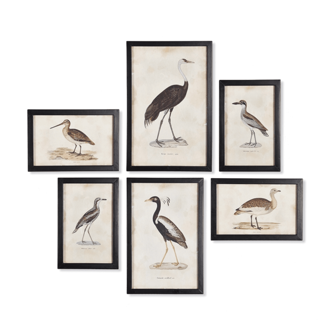 Framed Aquatic Bird Prints, Set of 6 | Newport Lamp And Shade | Located in Newport, RI