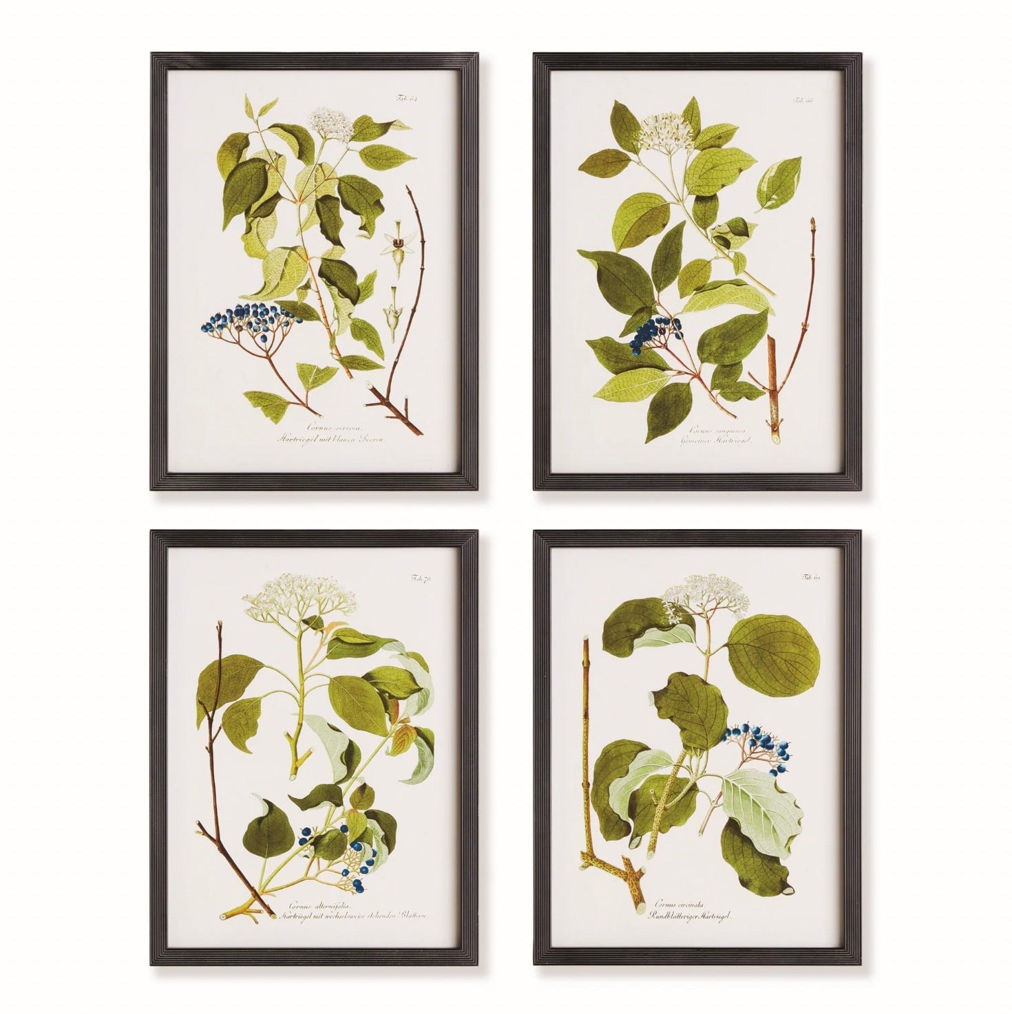 A Set of Four Floral & Berry Studies - [product_type] - Newport Lamp & Shade Company - Newport Lamp & Shade Company