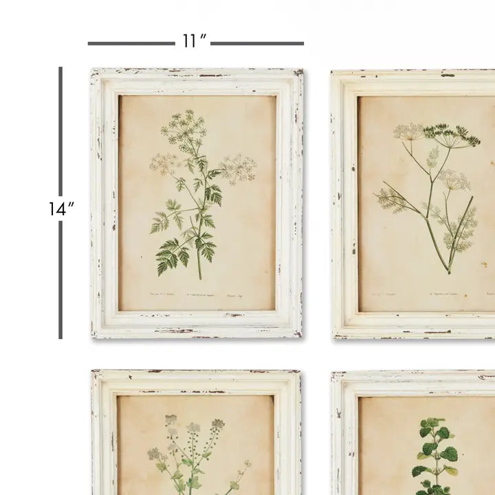 Framed Wild Flower Botanical Prints, Set of 12