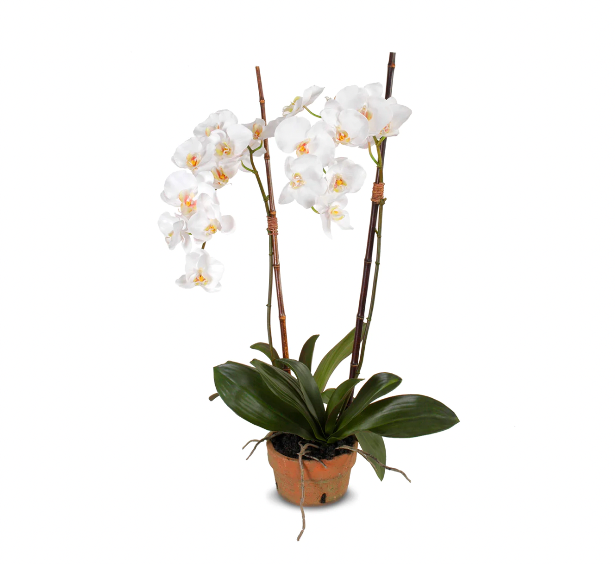 Faux Phalaenopsis Orchid in Real Clay Pot | Newport Lamp And Shade | Located in Newport, RI