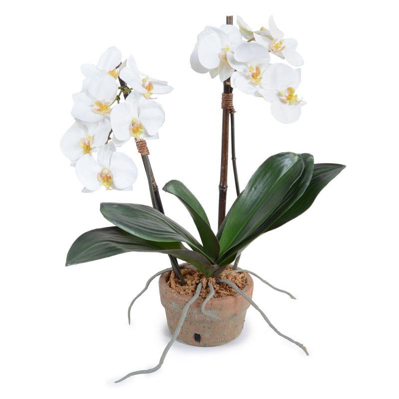 Phalaenopsis Orchid - White  | Newport Lamp And Shade | Located in Newport, RI