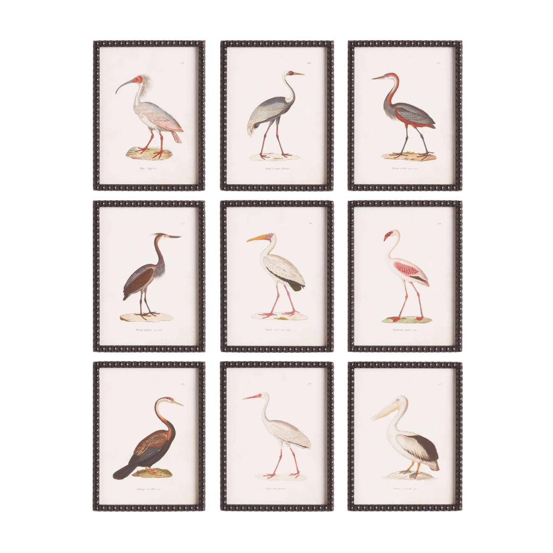 Aquatic Bird Study (Set of 9)