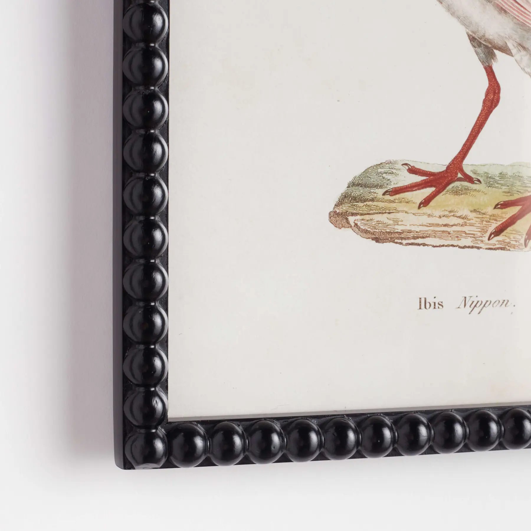 Aquatic Bird Study (Set of 9)