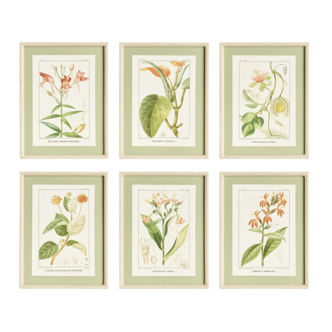 Assorted Blooming Plant Study (Set of 6)