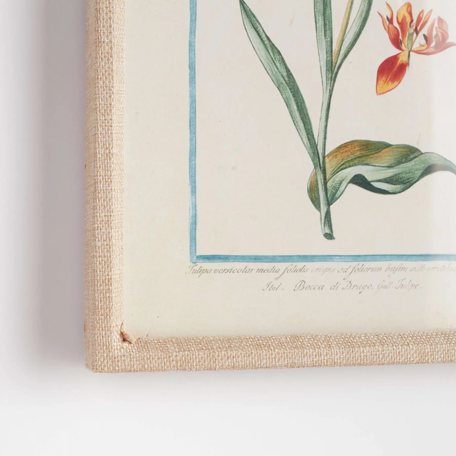 Dainty Floral and Fauna Study (Set of 9)