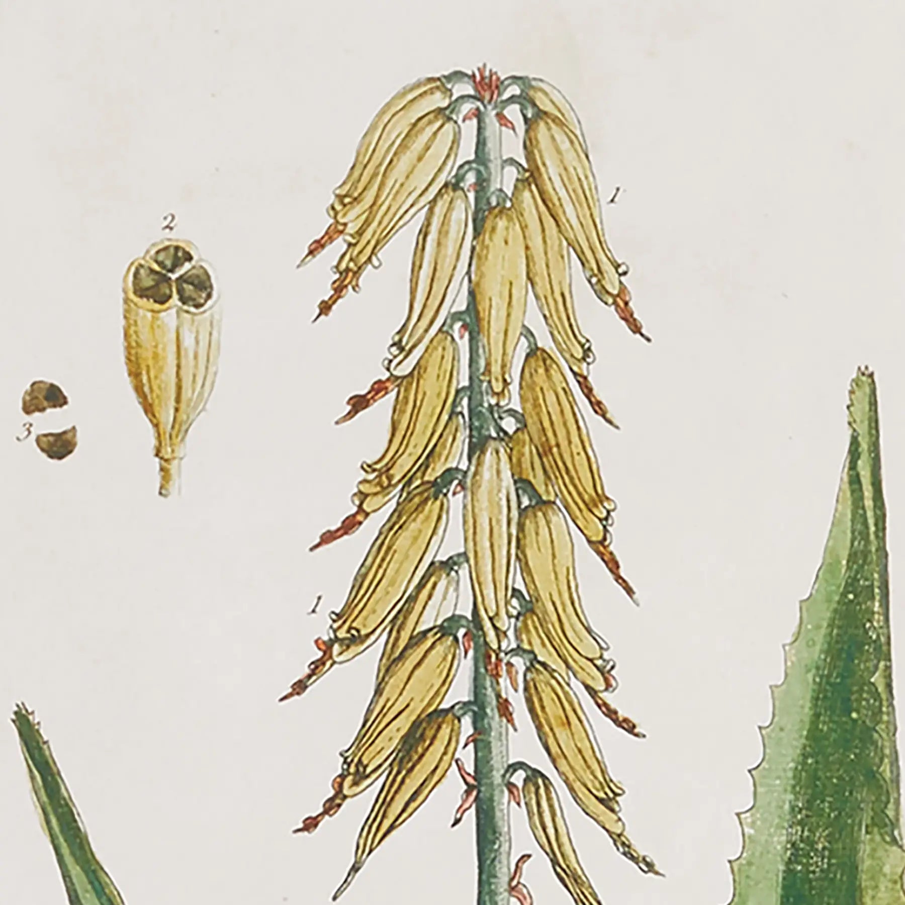 A Set of Four Vintage Style Botanical Studies