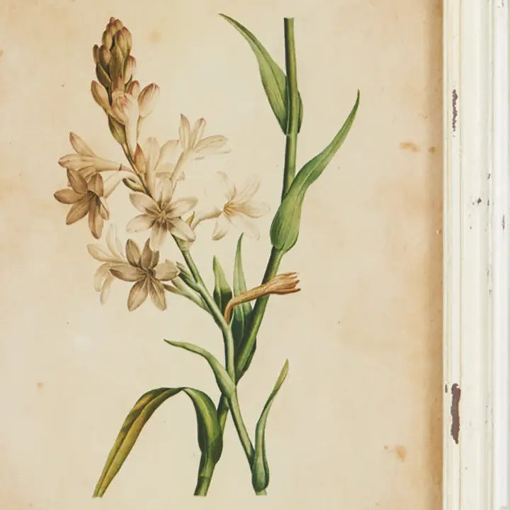 Framed Wild Flower Botanical Prints, Set of 12