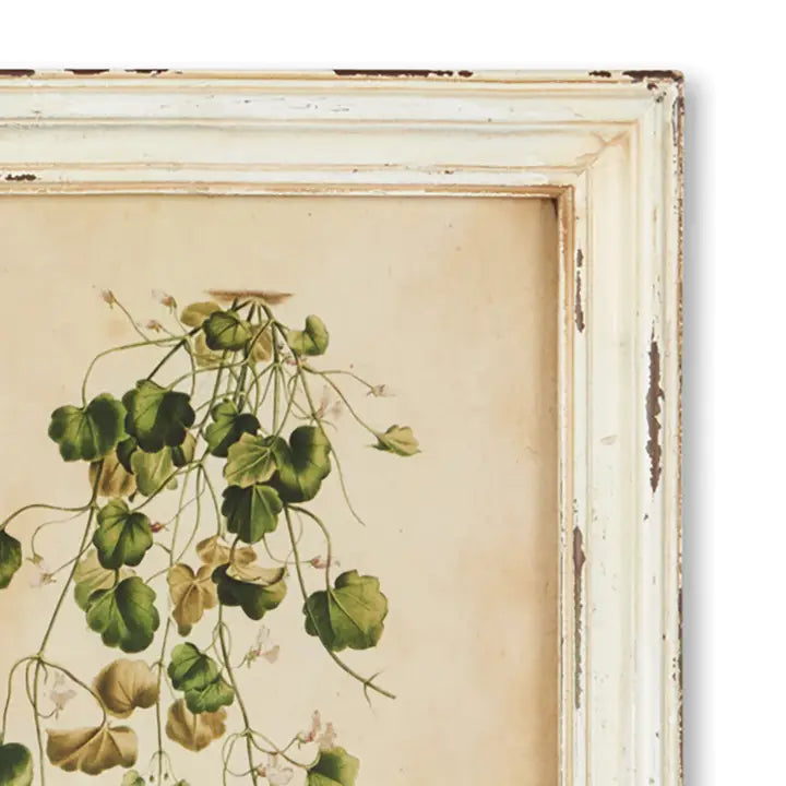 Framed Wild Flower Botanical Prints, Set of 12