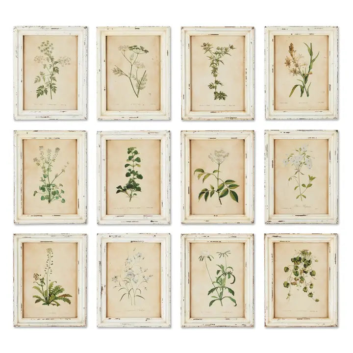 Framed Wild Flower Botanical Prints, Set of 12