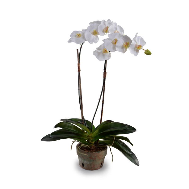 Phalaenopsis Orchid - White  | Newport Lamp And Shade | Located in Newport, RI