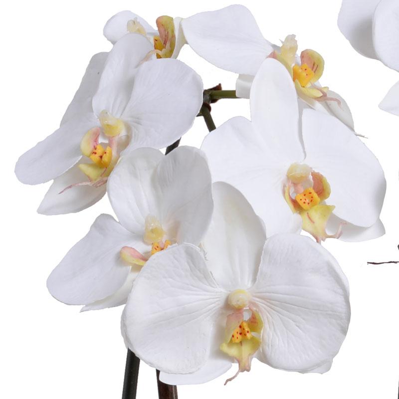 Phalaenopsis Orchid - White  | Newport Lamp And Shade | Located in Newport, RI