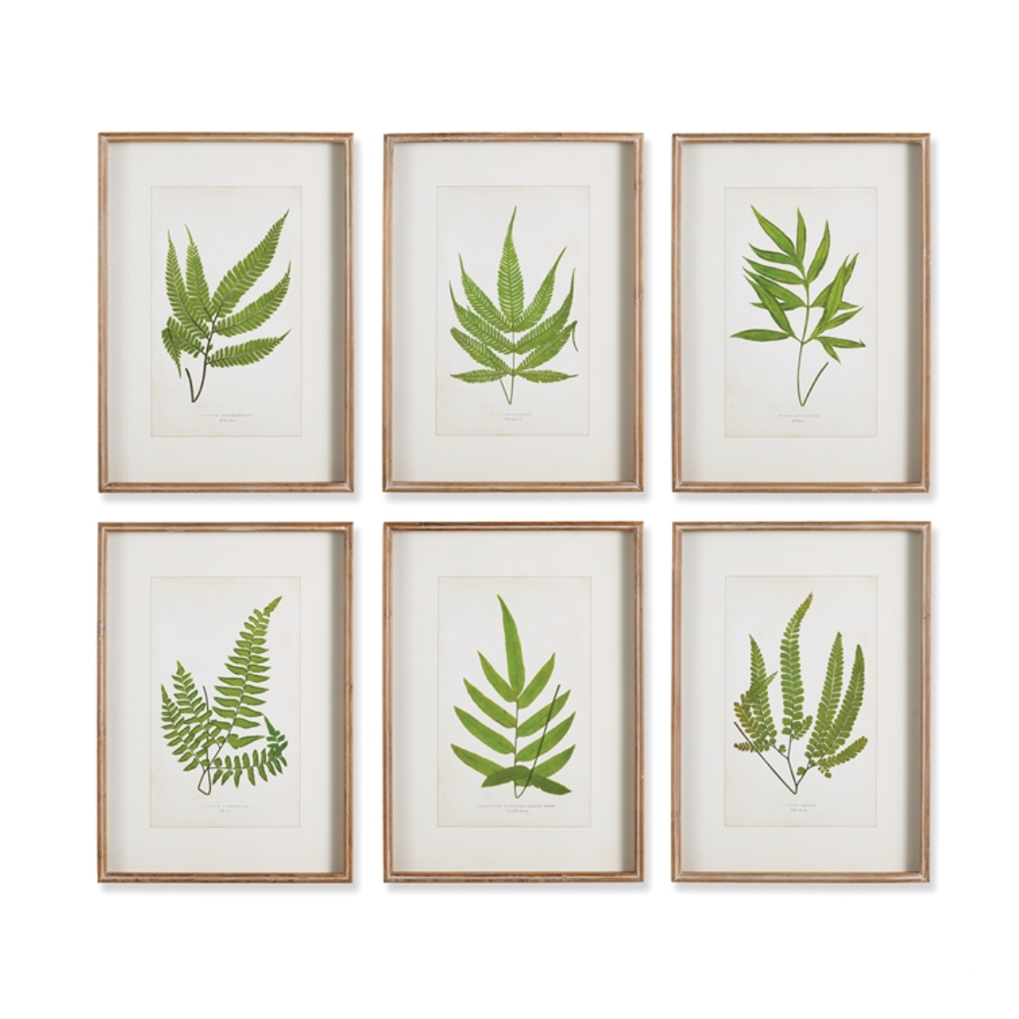 Framed Greenery Prints, Set of 6 | Newport Lamp And Shade | Located in Newport, RI